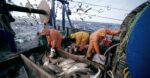   الصيد البحري: الكميات المفرغة تتجاوز 1,5 مليون طن