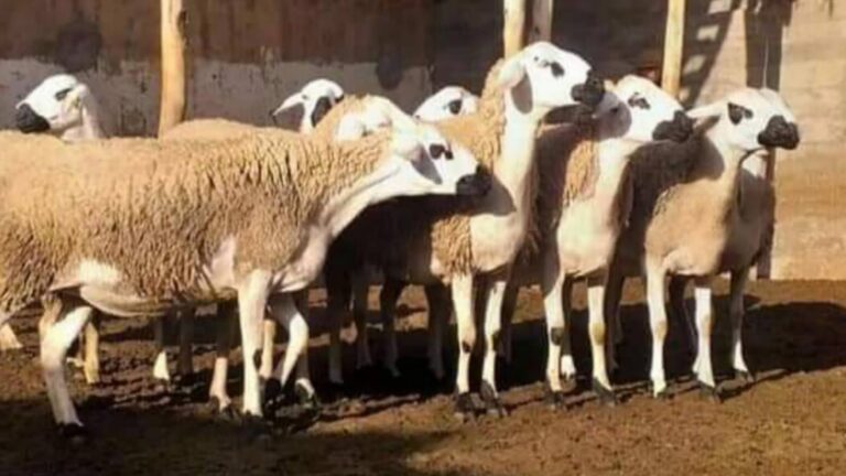 جزيرة سالاميس