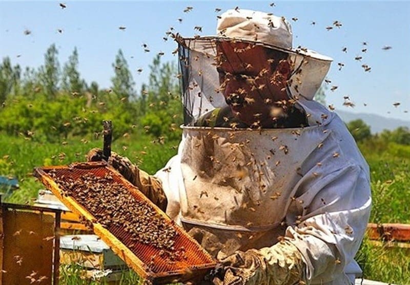 النحل