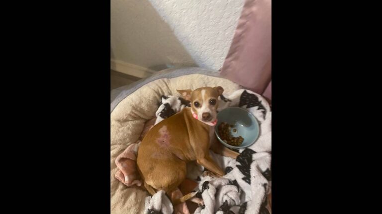 Chihuahua