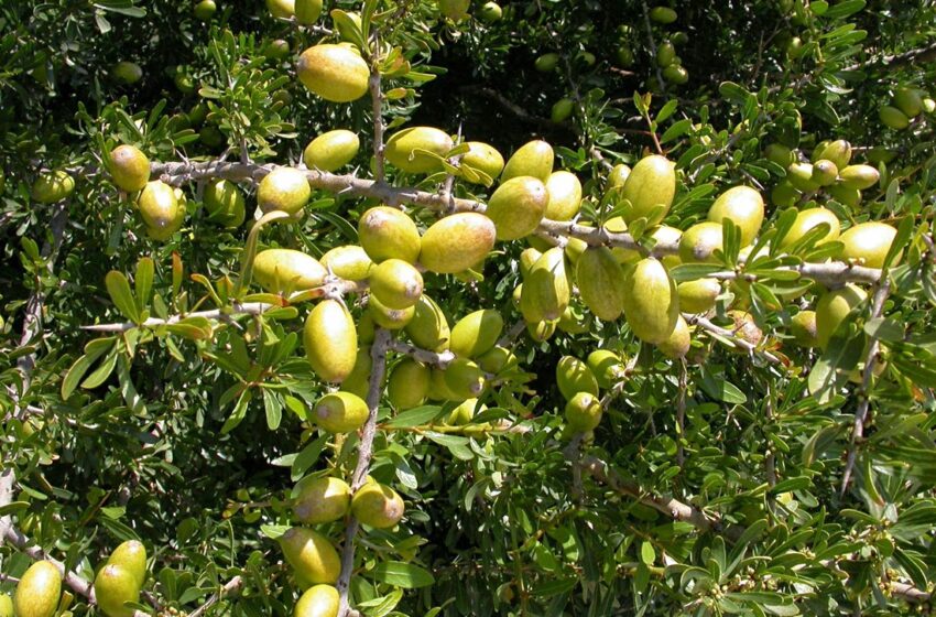 شجرة الأركان.. حزام أخضر ضد التصحر ومساهمة تنموية مستدامة (مؤطر)