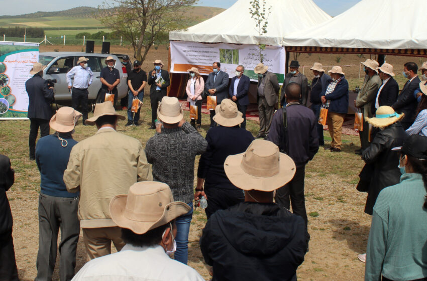 تقديم الأصناف النباتية الجديدة للمعهد الوطني للبحث الزراعي لفائدة الفلاحين