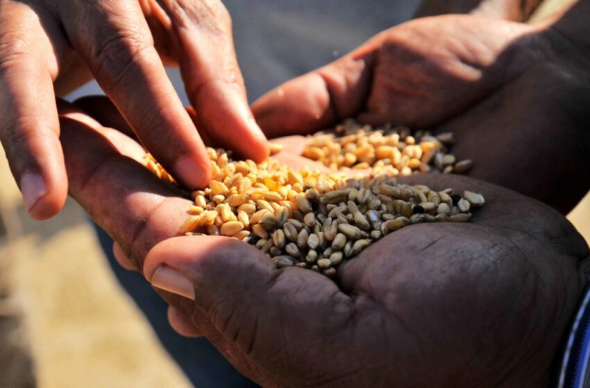 ثلث سكان السودان يواجهون انعداما حادا في الأمن الغذائي (برنامج أممي)