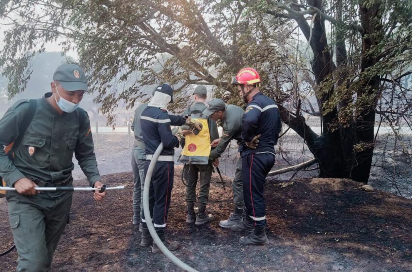 العرائش..اتساع رقعة حريق غابة “آل سريف” ونقل1325 أسرة بعيدا عن الحريق