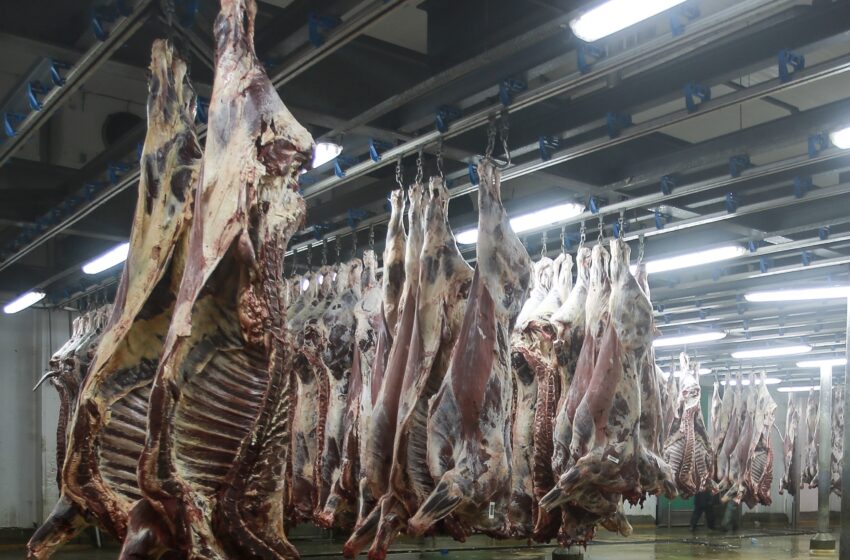 مجازر البيضاء تعلن فتح خدمة إيواء وذبح أضاحي العيد