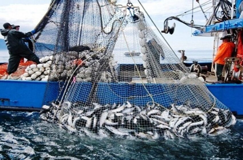 96% من الكميات المفرغة من الأسماك أصبحت مدبرة بصفة مستدامة (وزير)