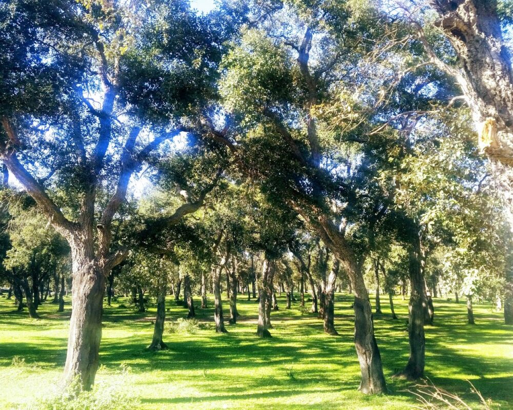 la foret mamora et harhoura