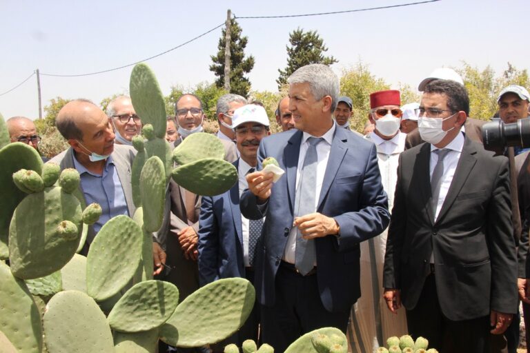الصبار المقاوم للحشرة القرمزية