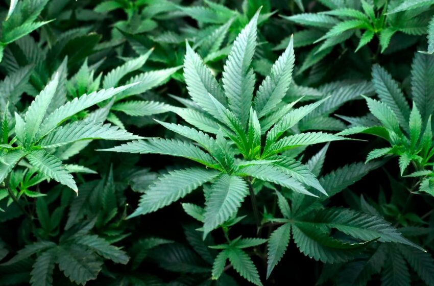 تقنين “الكيف”..  إنتاج ما يقارب 300 طن في 2023