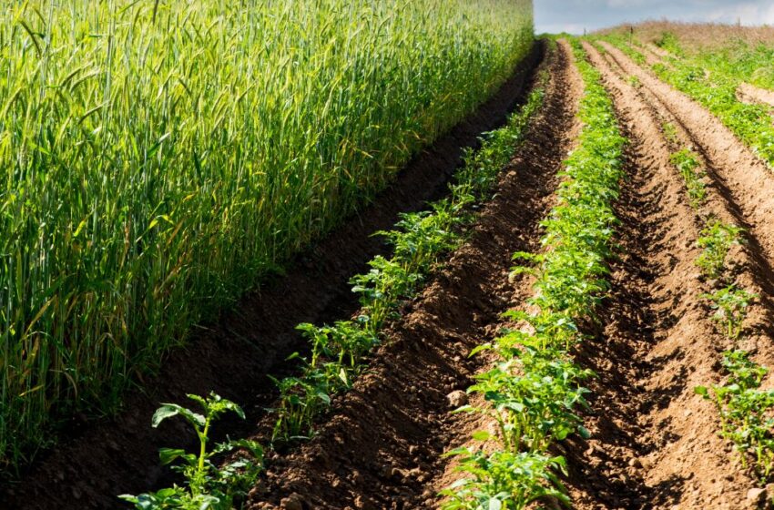 وزارة الفلاحة تتصدى لظاهرة تدهور المساحات الفلاحية بجهة فاس