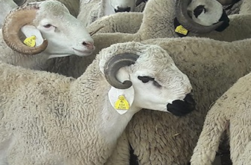 انطلاق عملية ترقيم الأغنام والماعز المعدة لعيد الأضحى