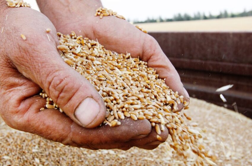 المغرب يعتزم استيراد نحو 10 ملايين طن خلال الموسم الفلاحي الحالي