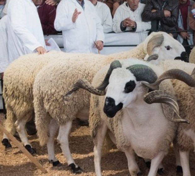 المعرض الدولي للفلاحة..التطورات التكنولوجية في قلب المعرض