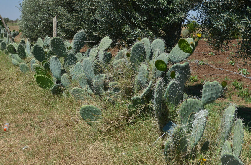 تونس ترصد 11 مليون دينار من أجل مواجهة الحشرة القرمزية