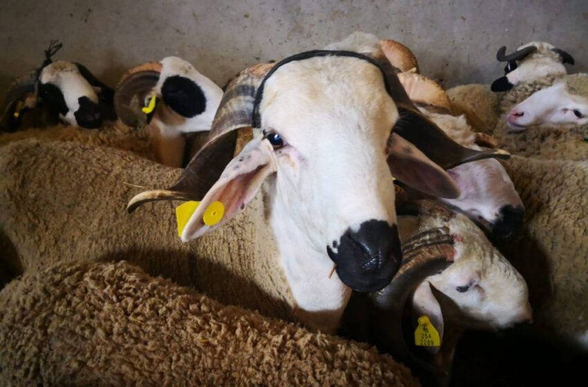 عيد الأضحى.. حوالي مليون رأس من الأغنام والماعز موجهة للذبح بجهة الدار البيضاء