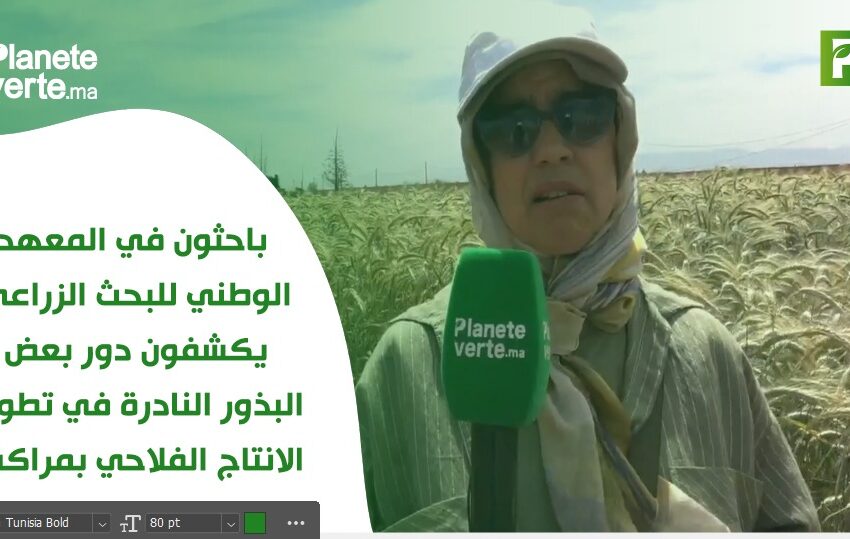 باحثون في المعهدالوطني للبحث الزراعي يكشفون دور بعض البذور النادرة في تطوير الانتاج الفلاحي بمراكش