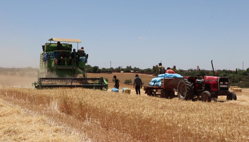 انخفاض في الإنتاج المتوقع من الحبوب مقارنة بالموسم السابق (وزارة)