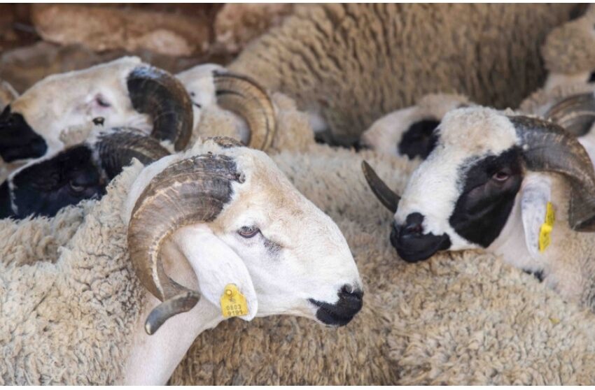 عيد الأضحى.. ترقيم 5,8 مليون رأس من الأغنام والماعز