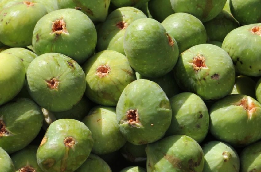 اولاد فرج..التين الفاكهة التي لايعلى على مذاقها