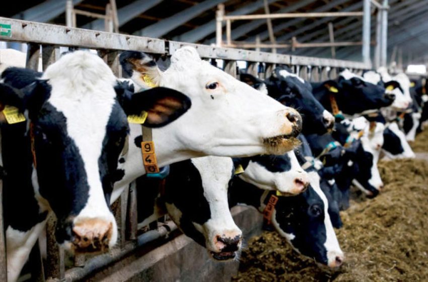 وزير الفلاحة: المغرب استورد أكثر من 120 ألف رأس من الأبقار و800 ألف رأس من الأغنام