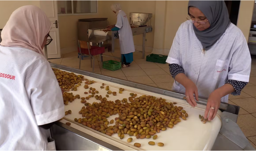 تعاونية “ضيعة عامرة”.. قصة نجاح نسائية من عمق واحات فجيج