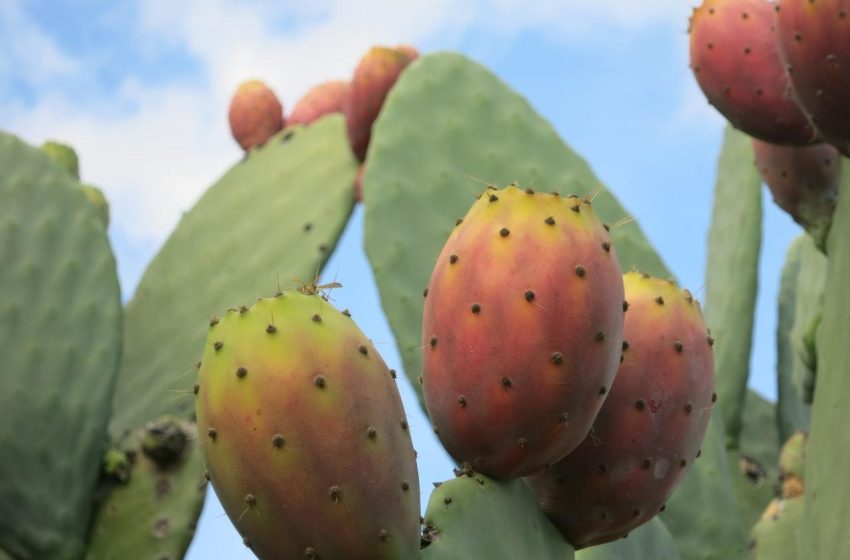 خريبكة..إطلاق مشروع لزراعة 720 هكتار من الصبار المقاوم للحشرة القرمزية