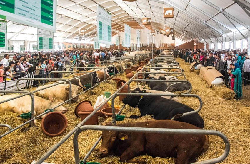 معرض مكناس للفلاحة 2025: تحولات كبرى وإجابات ذكية في زمن شح المياه