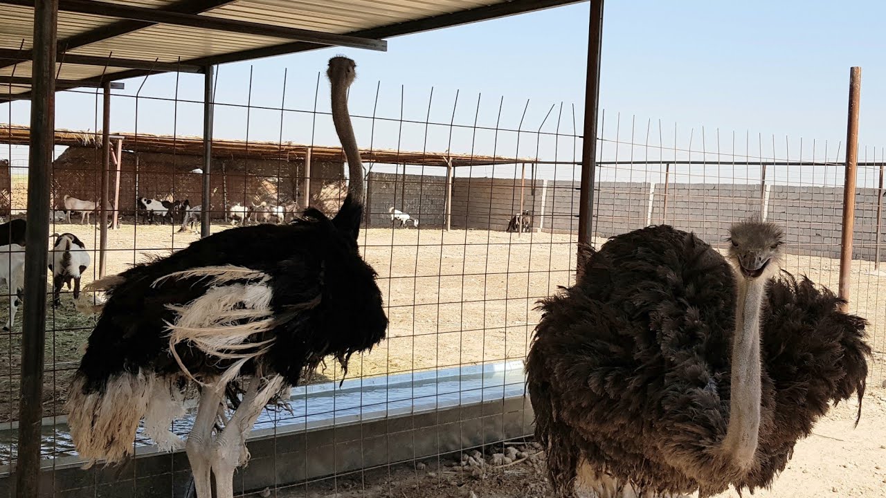 تربية النعام